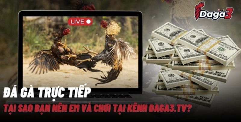 Giới thiệu về kênh đá gà trực tiếp thomo enduel.bio