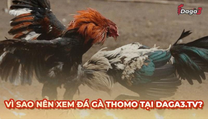 Vì sao nên chọn enduel.bio để xem đá gà trực tiếp thomo